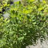 Close-up of a dense shrub with small oval green leaves under bright sunlight in a garden setting.