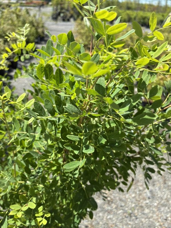 Close-up of a dense shrub with small oval green leaves under bright sunlight in a garden setting.