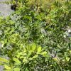 Close-up of a dense green shrub with numerous small oval leaves in a sunny outdoor garden.