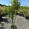 Young multi-stemmed tree in a black nursery pot on gravel, with bright green leaves and a clear blue sky behind.