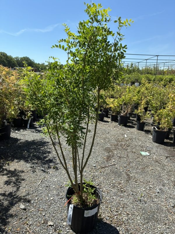 Young multi-stemmed tree in a black nursery pot on gravel, with bright green leaves and a clear blue sky behind.