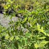 Close-up of bright green, oval leaves on thin branches in a plant nursery.