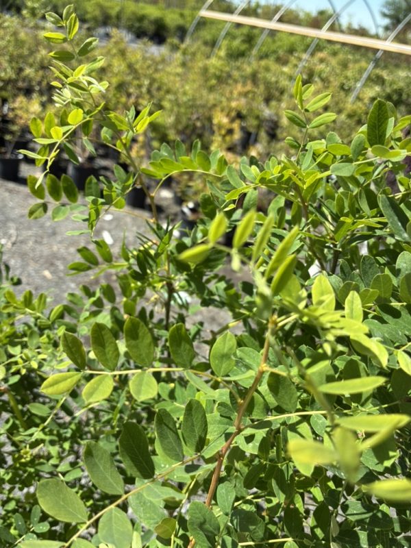 Close-up of bright green, oval leaves on thin branches in a plant nursery.