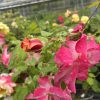 Close-up of bright pink rose blossoms on a climbing rose bush with green leaves and a blurred greenhouse in the background
