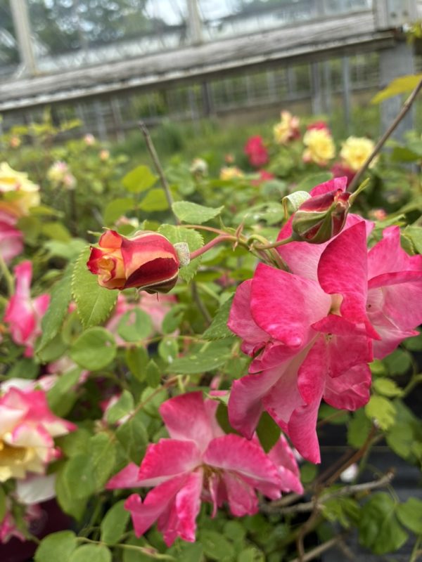 Close-up of bright pink rose blossoms on a climbing rose bush with green leaves and a blurred greenhouse in the background