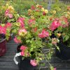 Potted pink and yellow roses in a greenhouse, with green leaves and a wooden frame in the background.