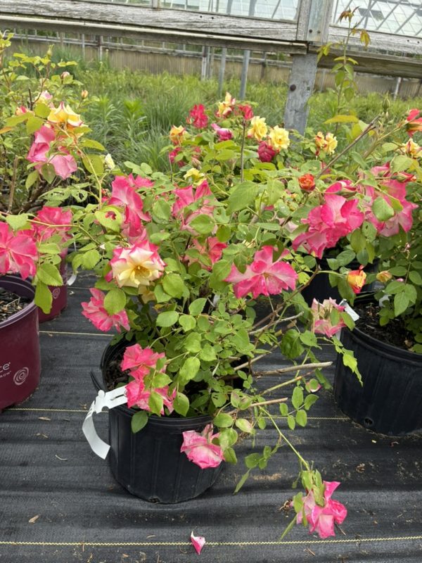 Potted pink and yellow roses in a greenhouse, with green leaves and a wooden frame in the background.