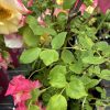 Pink and cream bi-colored roses with green serrated leaves and dew drops on them in a garden setting.