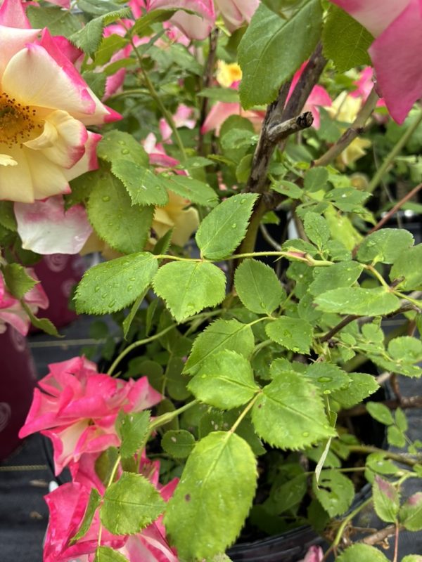 Pink and cream bi-colored roses with green serrated leaves and dew drops on them in a garden setting.