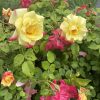 Yellow roses with pink-tinged edges blooming among green leaves in a garden bush