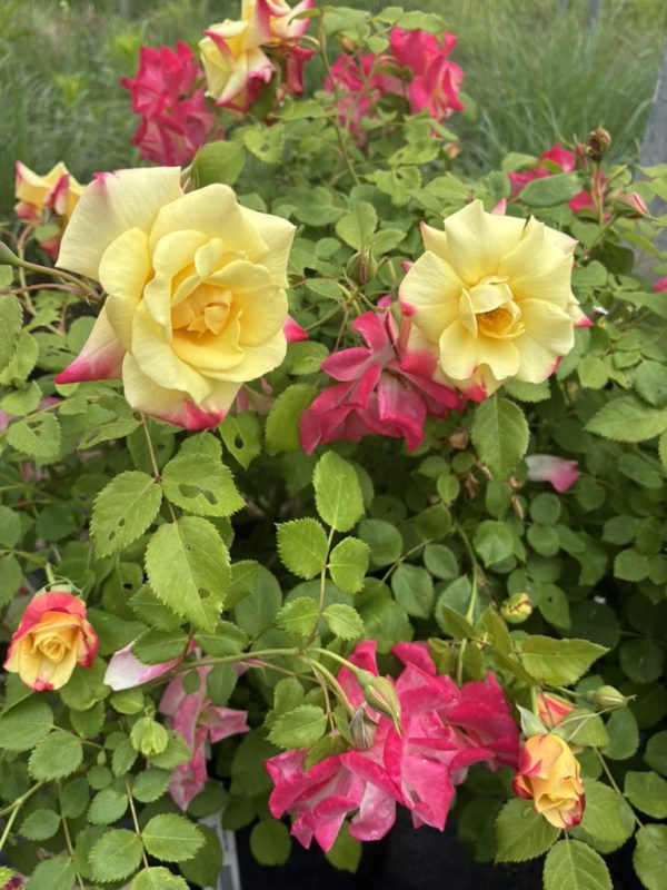 Yellow roses with pink-tinged edges blooming among green leaves in a garden bush