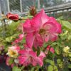 Pink roses with pink-white gradient petals in a greenhouse; several buds and green leaves around them.