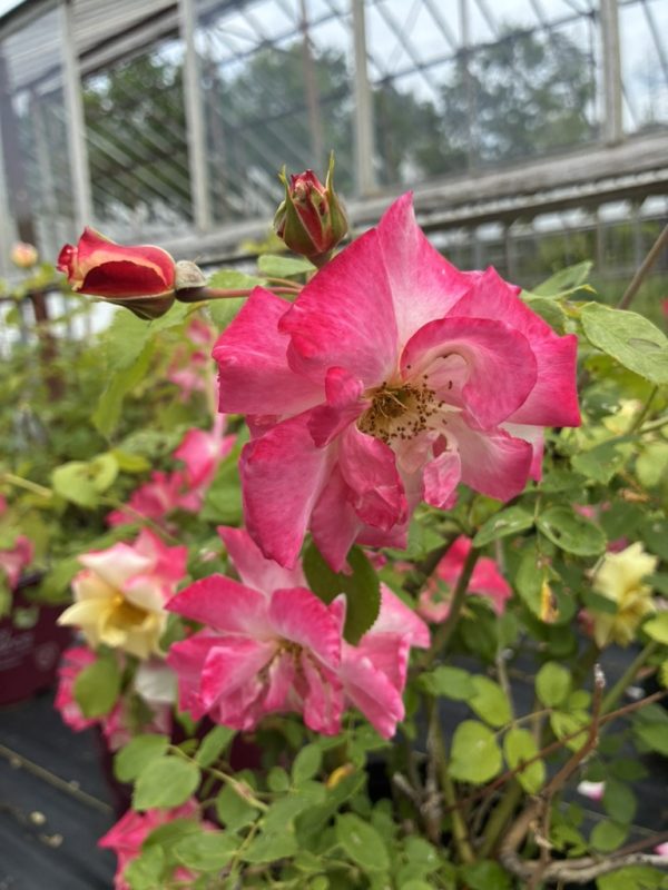 Pink roses with pink-white gradient petals in a greenhouse; several buds and green leaves around them.