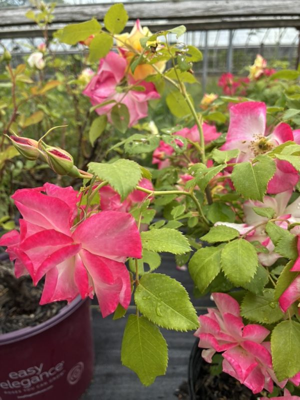 Pink and white roses in a hanging pot, outdoor garden setting with green leaves and a wooden trellis in the background.