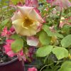 Close-up of pale yellow roses with pink-tinged edges among green leaves in a greenhouse setting with dew on foliage.