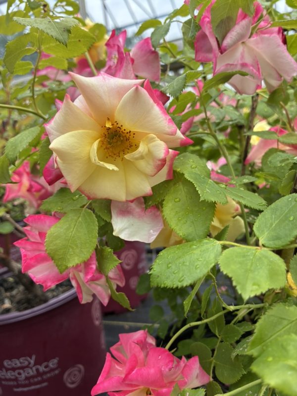 Close-up of pale yellow roses with pink-tinged edges among green leaves in a greenhouse setting with dew on foliage.