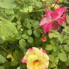 Bi-colored yellow and pink rose blooming among green rose bush leaves and buds.