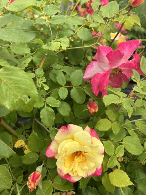 Bi-colored yellow and pink rose blooming among green rose bush leaves and buds.