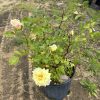 Potted pale yellow rose shrub with pink-tinged edges in a black plastic container outdoors.