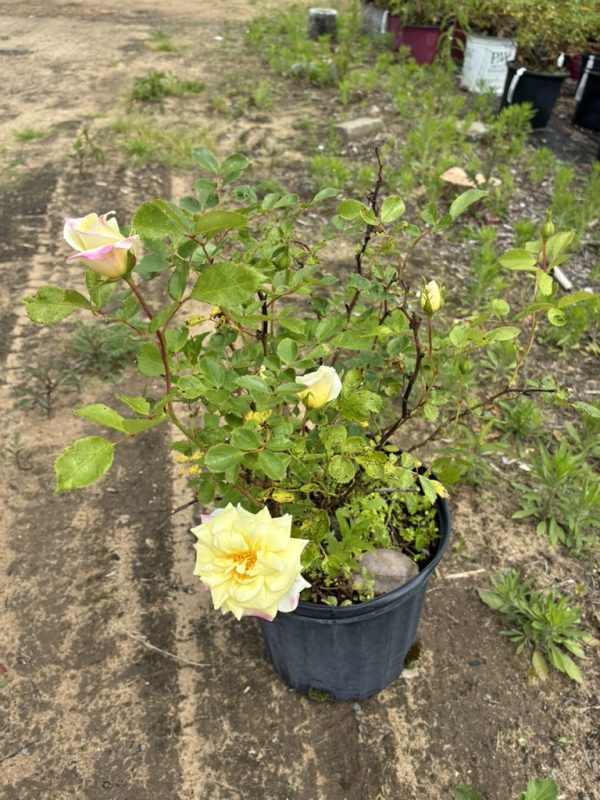 Potted pale yellow rose shrub with pink-tinged edges in a black plastic container outdoors.