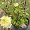 Pale yellow rose blooming on a potted rose bush with green leaves and a bud nearby.