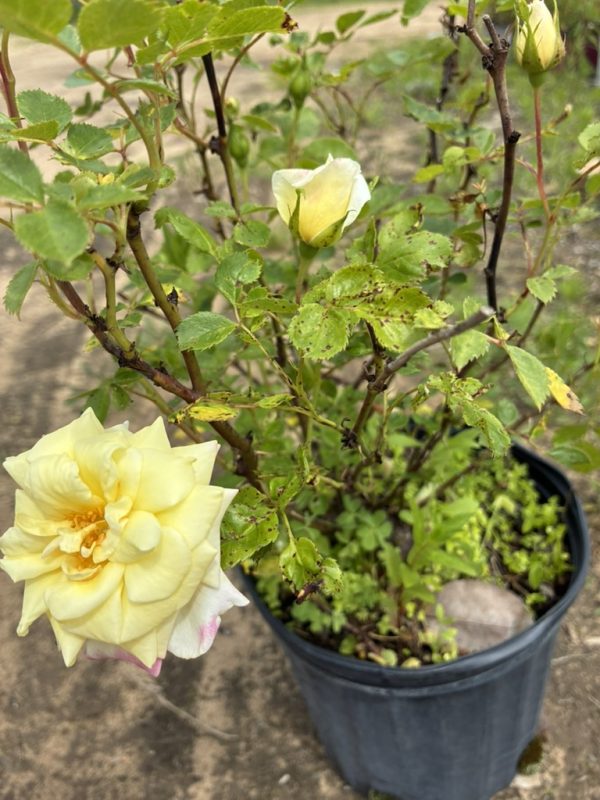 Pale yellow rose blooming on a potted rose bush with green leaves and a bud nearby.