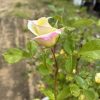 Close-up of a pale yellow rosebud with pink-tipped petals on a thorny stem in a garden bed.
