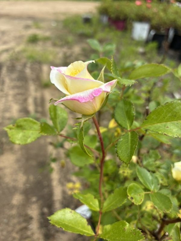 Close-up of a pale yellow rosebud with pink-tipped petals on a thorny stem in a garden bed.