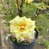 Yellow rose in full bloom in a black plastic pot outdoors, with green leaves around.