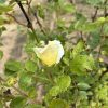 Close-up of a pale yellow rosebud just starting to open on a green rose bush.
