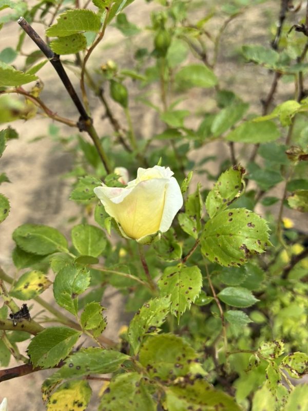 Close-up of a pale yellow rosebud just starting to open on a green rose bush.