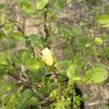 Yellow rosebud forming on a thorny shrub with serrated green leaves, in a black pot outdoors.