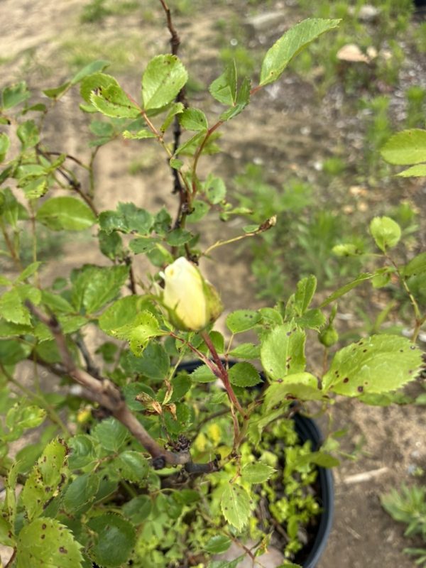Yellow rosebud forming on a thorny shrub with serrated green leaves, in a black pot outdoors.
