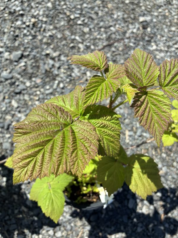 Close-up of young grapevine leaves with green and reddish-purple tones, serrated edges, and prominent veins against rocky ground.