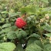 Close-up of a ripe red raspberry hanging from a green, serrated-leaf raspberry plant in a garden.