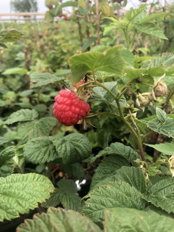 Close-up of a ripe red raspberry hanging from a green, serrated-leaf raspberry plant in a garden.