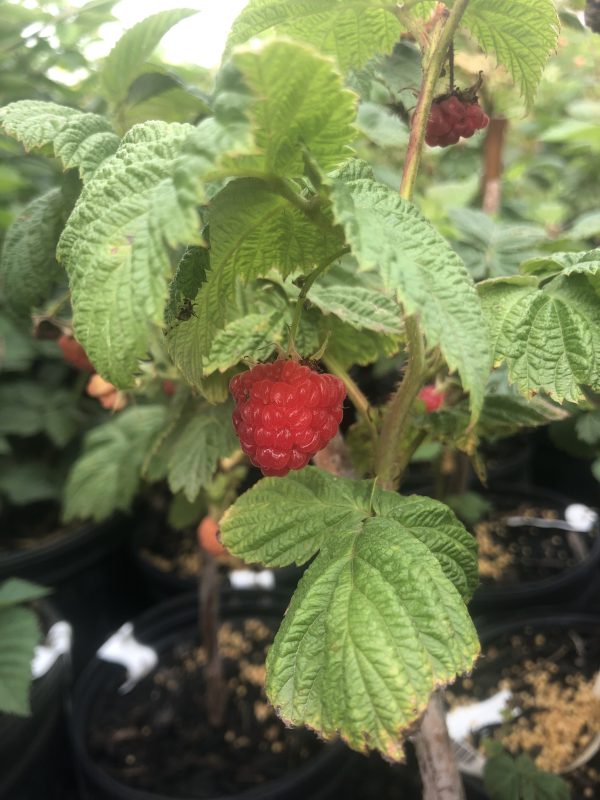 Ripe red raspberry on a thorny stem with textured green leaves, ready to pick.