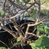 Branchy shrub in a black pot with green leaves and loose soil, viewed from above.