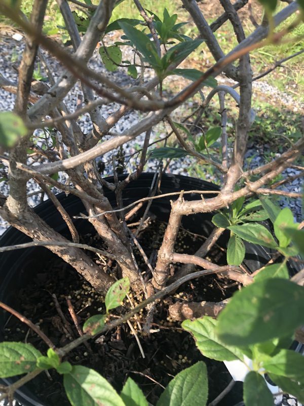 Branchy shrub in a black pot with green leaves and loose soil, viewed from above.