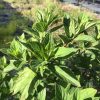Close-up of vibrant green serrated leaves on a shrub, with a blurred outdoor background.