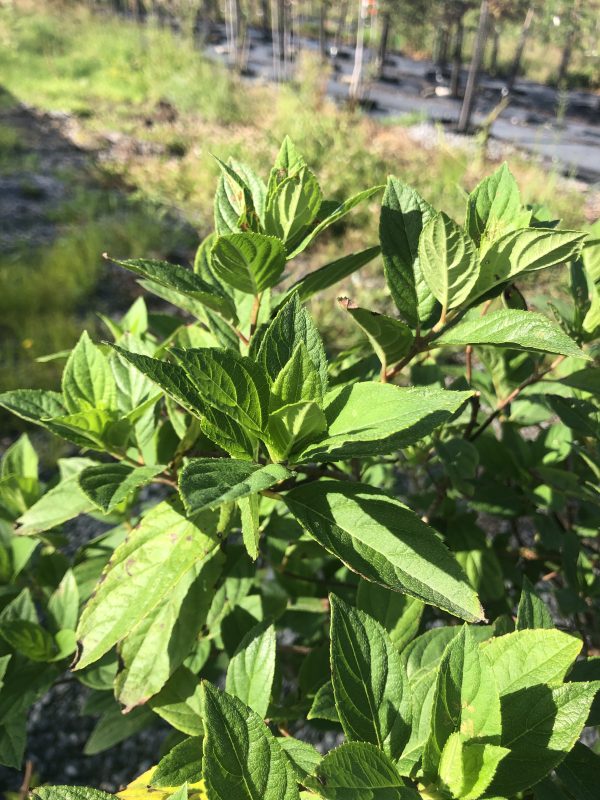 Close-up of vibrant green serrated leaves on a shrub, with a blurred outdoor background.