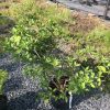 Small green shrub with glossy oval leaves in a black pot on gravel, with rows of young plants and ground-cover fabric behind.