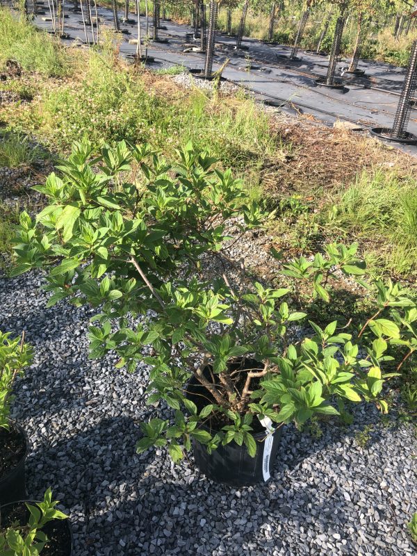 Small green shrub with glossy oval leaves in a black pot on gravel, with rows of young plants and ground-cover fabric behind.