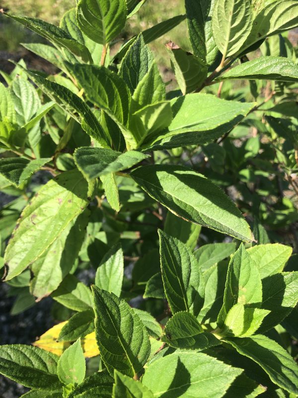 Close-up of glossy, narrow, serrated green leaves on a sunlit shrub branch.