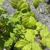 Close-up of a raspberry plant with bright green, serrated leaves in sunlight.
