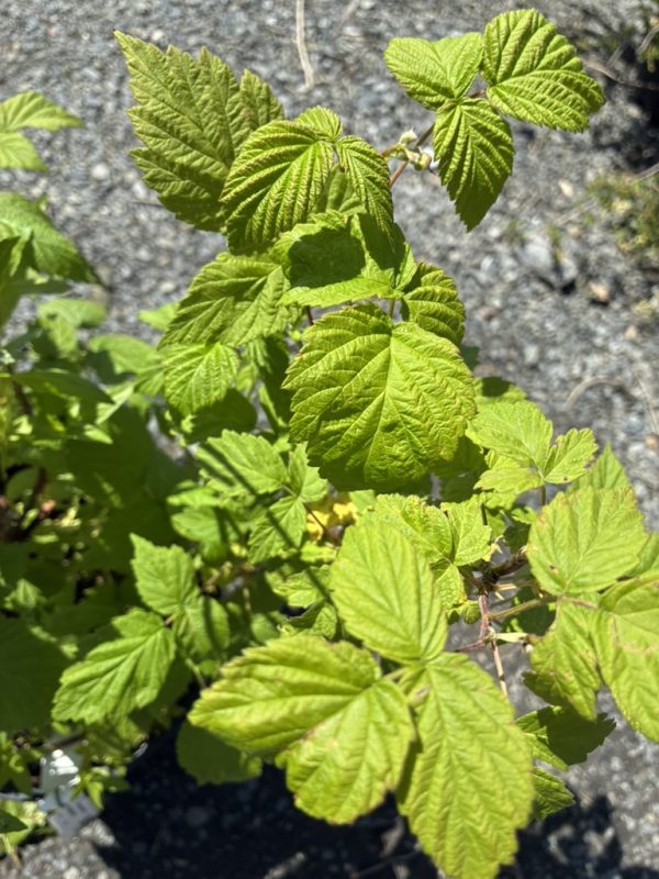 Close-up of a raspberry plant with bright green, serrated leaves in sunlight.