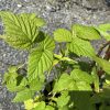 Close-up of bright green grapevine leaves with serrated edges and strong veins on a brown stem, against a rocky ground background.