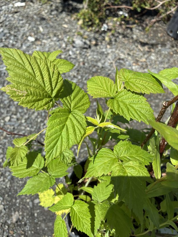 Close-up of bright green grapevine leaves with serrated edges and strong veins on a brown stem, against a rocky ground background.