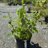 Young leafy plant in a black plastic pot at an outdoor plant nursery on a gravel surface.