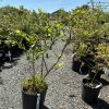 Rows of small potted fruit trees on a gravel lot under a clear blue sky in a plant nursery, tags visible on the pots.